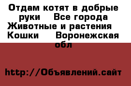 Отдам котят в добрые руки. - Все города Животные и растения » Кошки   . Воронежская обл.